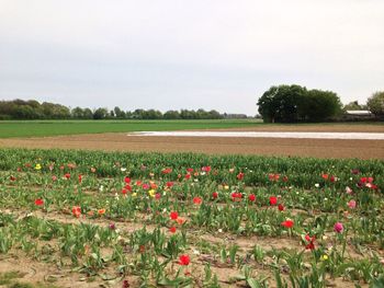 Plants growing on field