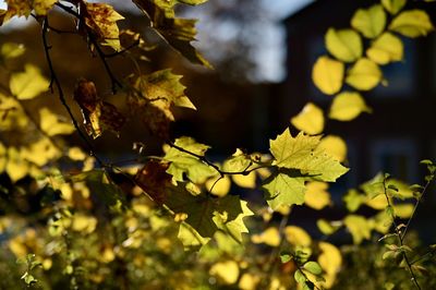 Close-up of yellow flowering plant