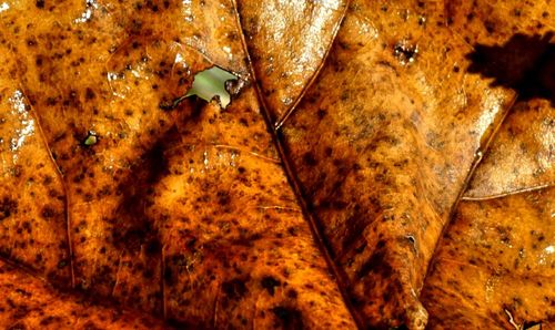 Close-up of autumnal leaves