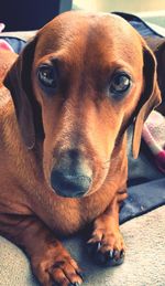 Close-up portrait of a dog