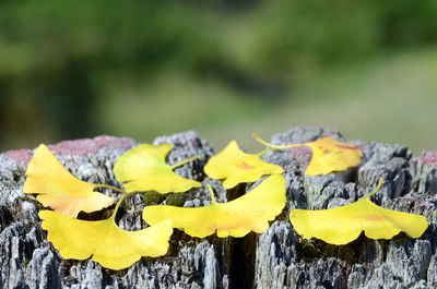 Close-up of yellow leaves on wood