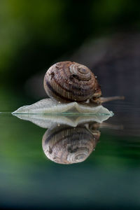 Close up of snail and it's reflection