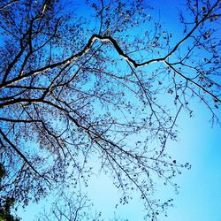 Low angle view of bare trees against blue sky