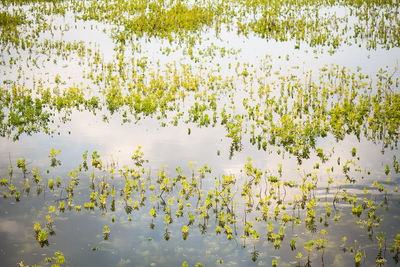 View of lotus water lily in lake