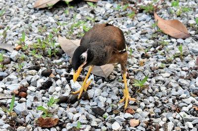 High angle view of duck on rock