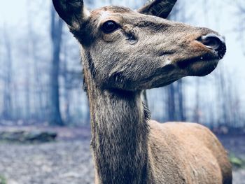 Close-up portrait of deer