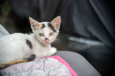 cat