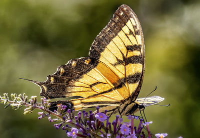 Monarch butterfly alighted onto a butterfly bush