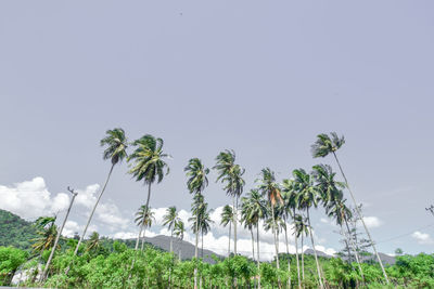 Low angle view of coconut palm trees on field against sky