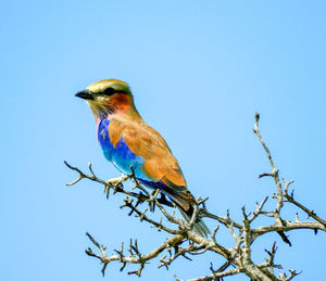 Low angle view of bird perching on branch against blue sky