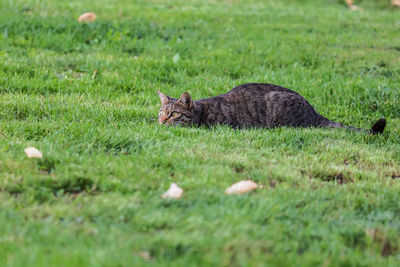 Cat on grassy field