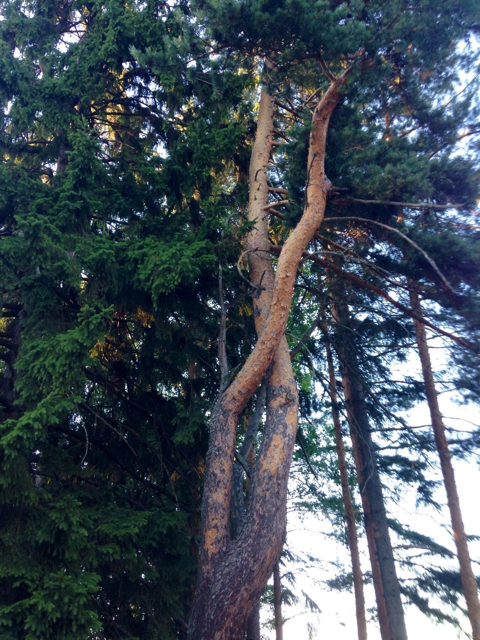 tree, tree trunk, growth, low angle view, branch, forest, tranquility, nature, woodland, beauty in nature, tranquil scene, scenics, day, no people, outdoors, green color, sunlight, sky, tall - high, non-urban scene