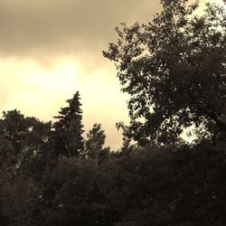 Trees against cloudy sky