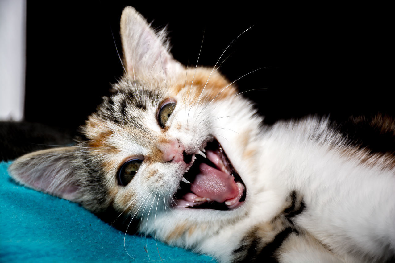 CLOSE-UP OF CAT SLEEPING