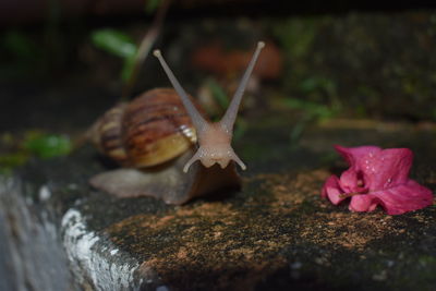 Close-up of snail on flower