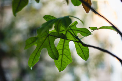 Close-up of leaves on tree