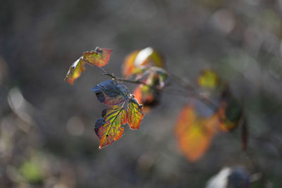 Close-up of dry leaves on plant during autumn