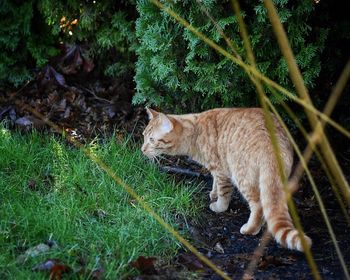 Cat on grass