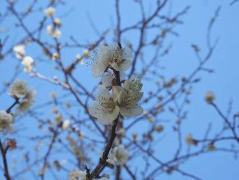 Low angle view of cherry blossoms against sky