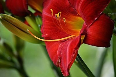 Close-up of red flowers