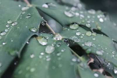 Close-up of water drops on leaf