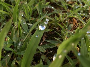 High angle view of dew on grass