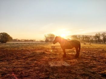 Horse standing in a field