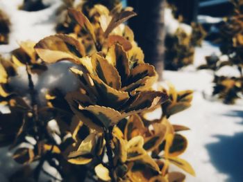 Close-up of wilted plant during winter