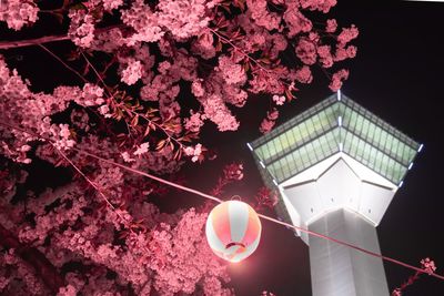 Low angle view of cherry blossom at night