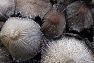 Detail shot of flower