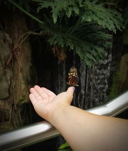 Cropped image of hand holding butterfly against trees