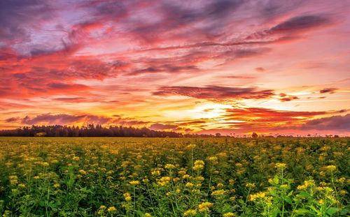 Scenic view of field against sky during sunset