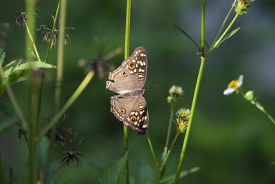 Close-up of butterfly pollinating flower