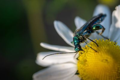 Close-up of insect pollinating on flower