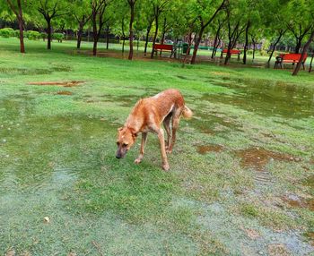View of a dog on field