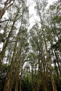 Low angle view of trees against sky