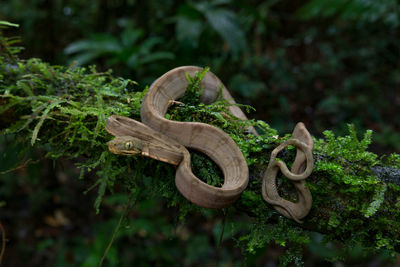 An amazon tree boa, corallus hortulanus, on a moss-covered branch in cuyabeno, ecuador.