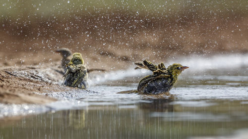 Close-up of water splashing in lake