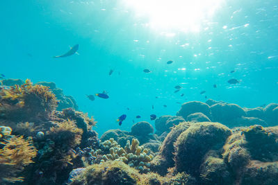 underwater
