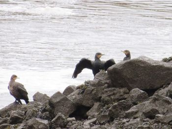 Seagulls perching on rock at sea shore