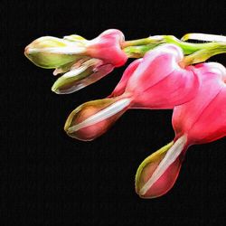 Close-up of flower over black background