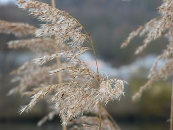 Close-up of wilted plant