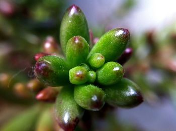 Close-up of flower bud