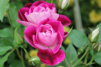 Close-up of pink rose