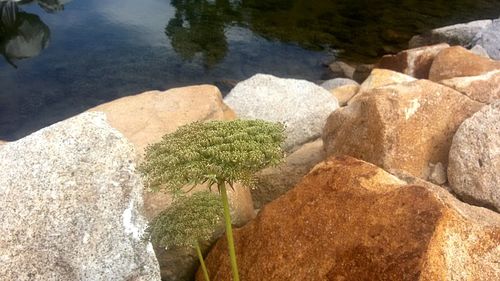 High angle view of rocks in water