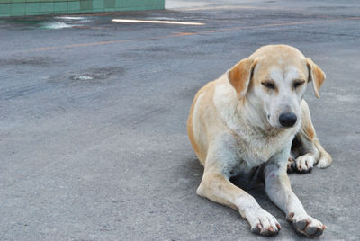 Portrait of dog relaxing on road