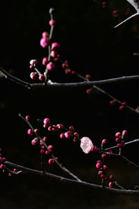 Close-up of plant