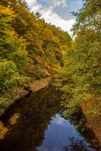 Scenic view of river amidst trees in forest against sky