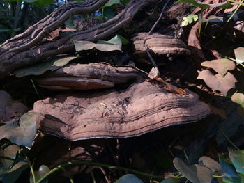 Close-up of tree in forest