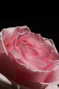 Close-up of rose against black background